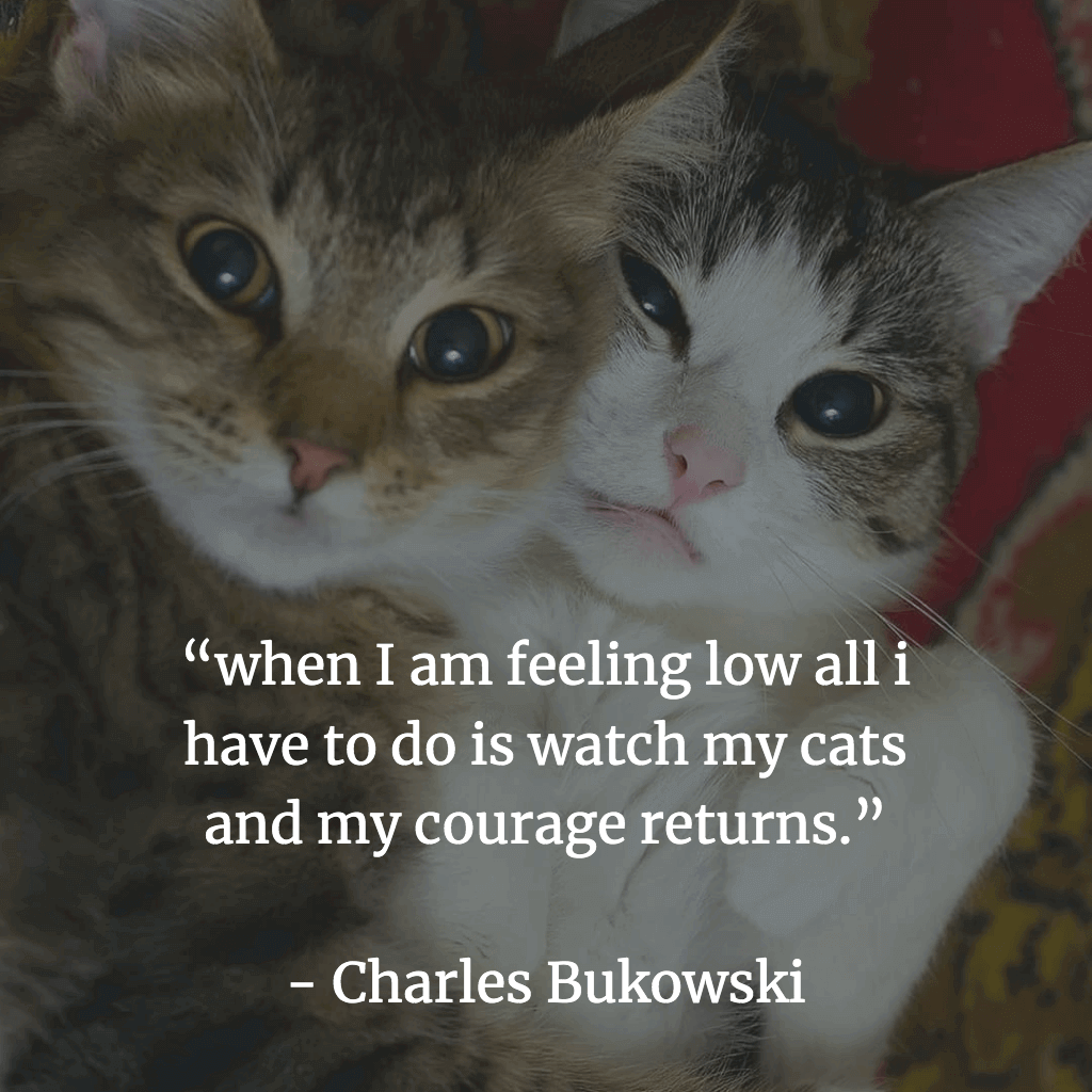 When I am feeling low all i have to do is watch my cats and my courage returns.