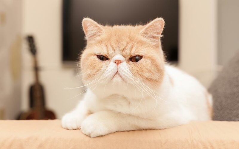 Exotic Shorthair: Pros and Cons