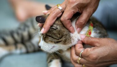 9 Easy Ways to Prevent Fleas on Cats Naturally