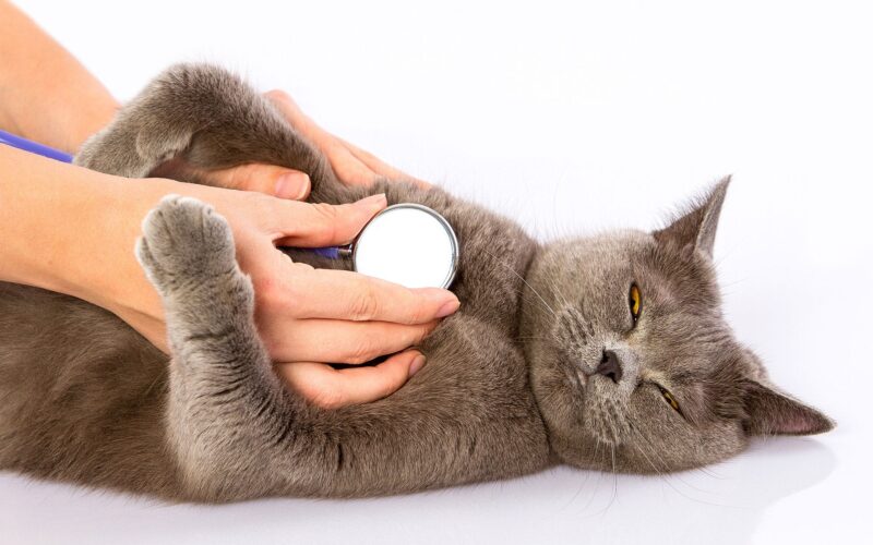 5 Tips to Help Your Cat Breathe Better