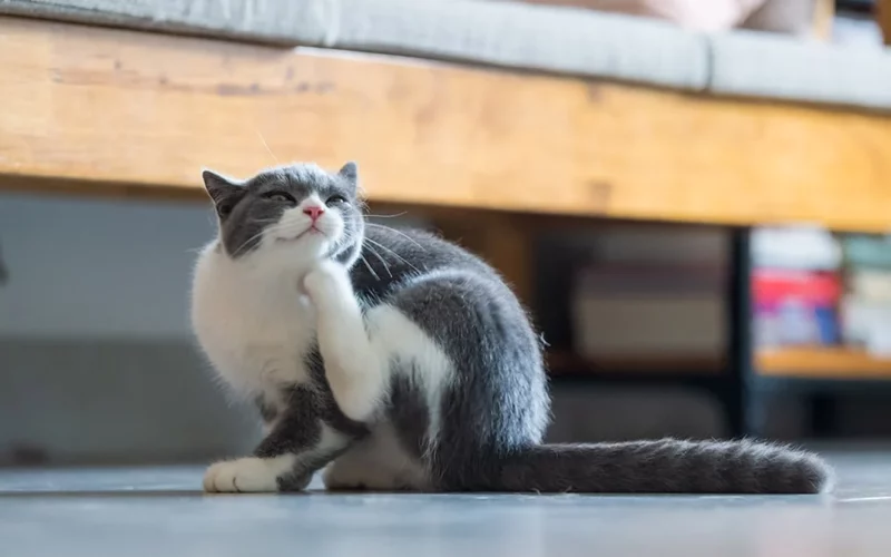 12 Signs to Know If Your Cat Has Fleas