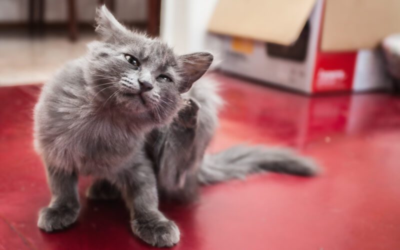 why your indoor cat still gets fleas