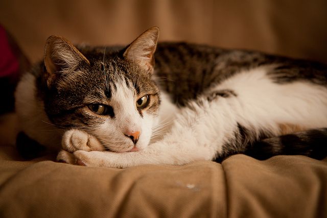 10 Things to Know When A Cat is Not Eating After Surgery