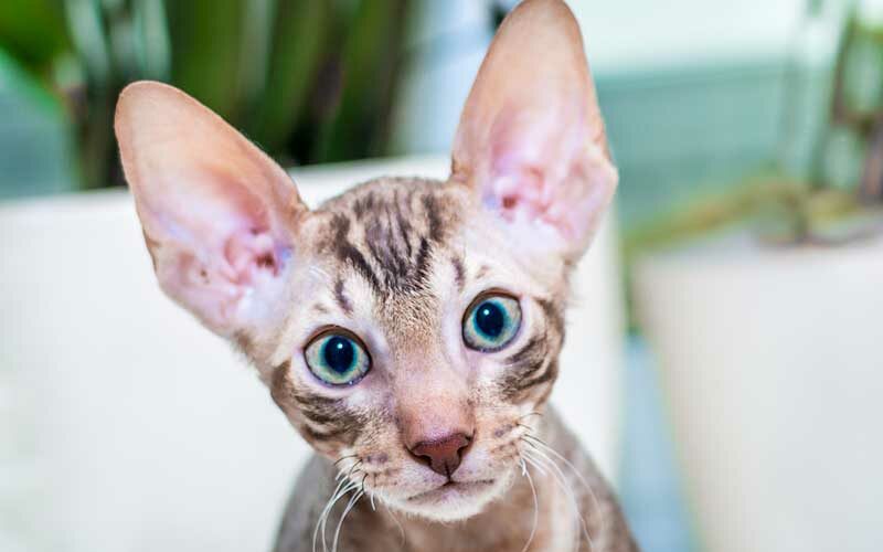 15 Things You Need to Know About this Cornish Rex Cat
