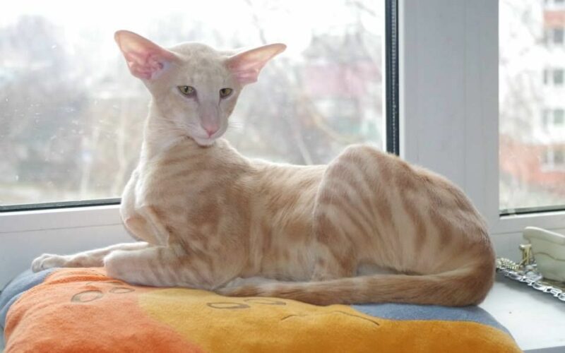 17 Things You Need to Know About The Peterbald Cat