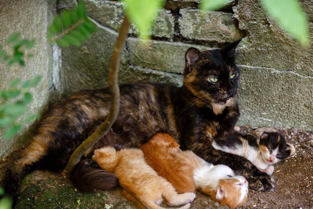 5 Easy Ways to Help You Tame a Feral Kitten