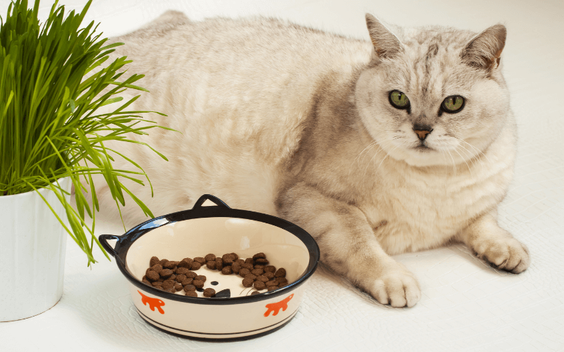 Add dietary supplements to your cat's diet