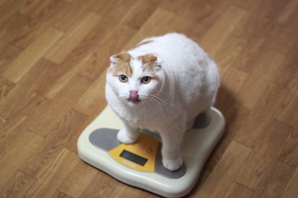 Adopt a long term diet and exercise plan for your cat