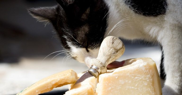 Can Cats Eat Cheese? 7 Things You Need To Know