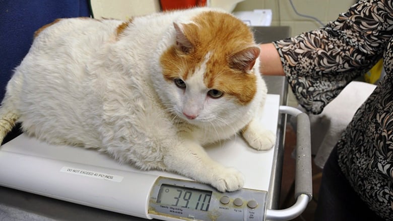 Determine your cat's target weight