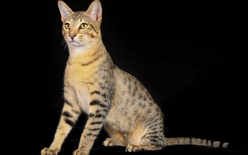 Egyptian Mau | 15 Things You Need to Know About this Egyptian Mau Cat