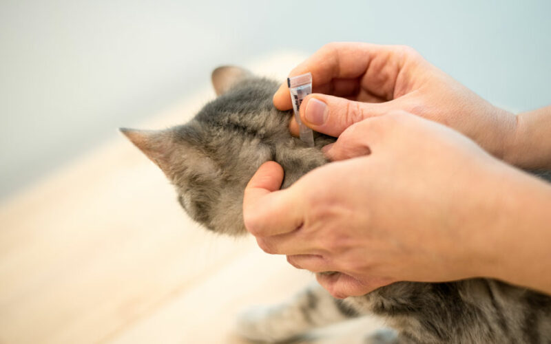Get Rid of Fleas on Cats Fast