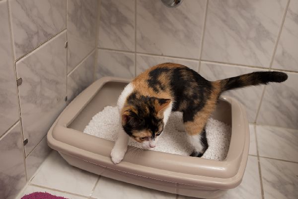 Getting the perfect place for the litter box