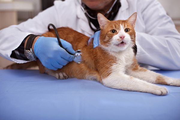 Provide Detailed Information to Your Vet