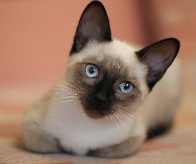 Having a Siamese Cat requires you to think twice.