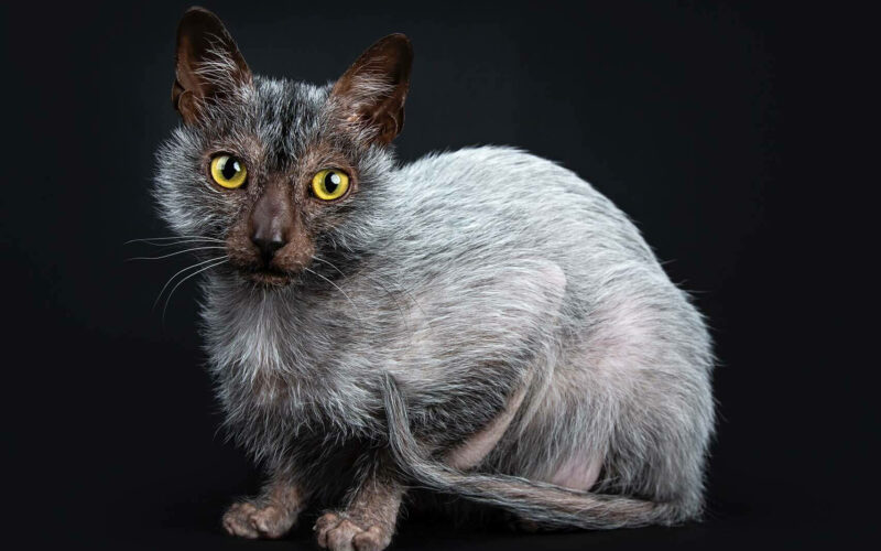 Lykoi Cat | 17 Things You Should Know About the Werewolf Cat