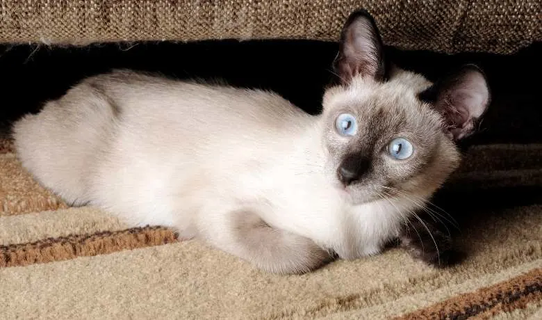 Siamese Cat Grooming Tips and Coat Care