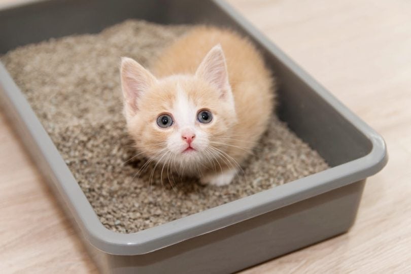 Making a litter box for your kitten 