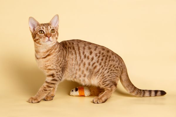 Ocicat Cat | 14 Things to Know About This Ocicat Cat