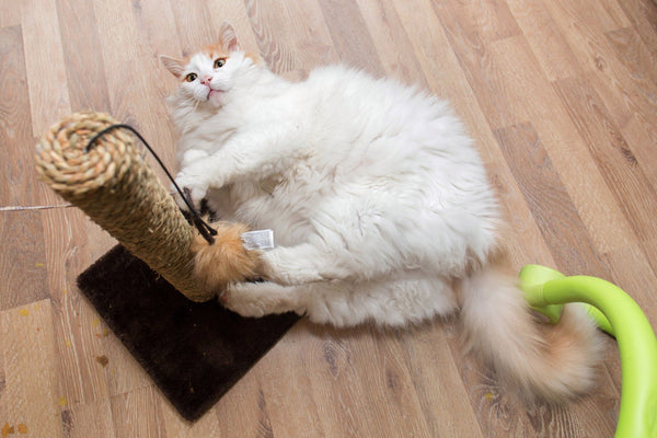 Put climbing and scratching posts in your cat's space