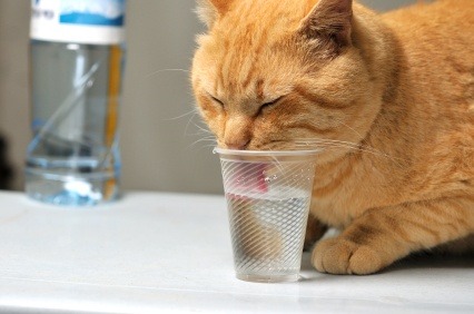 Help Your Cat Drink More Water When She Sick