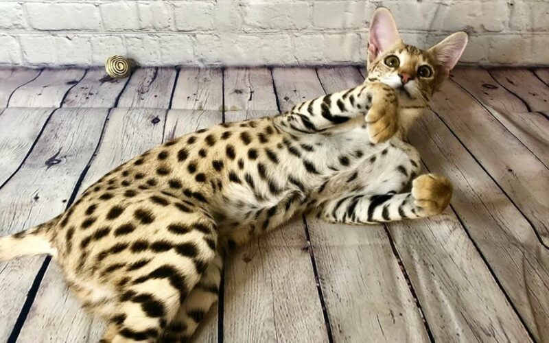 Savannah Cat | 11 Things You Need to Know About this Savannah Cat