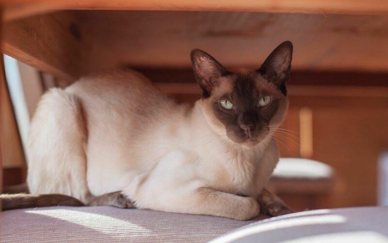 Tonkinese Cat | 15 Things to Know About this Tonkinese Cat