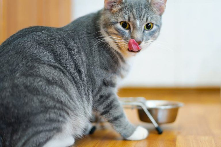 Transition your cat slowly into her new diet