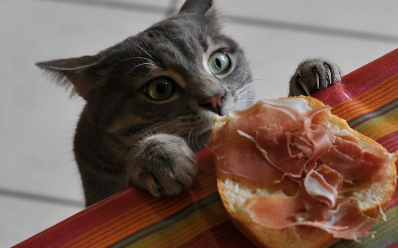 10 Human Foods Cats Can Eat You Need To Know