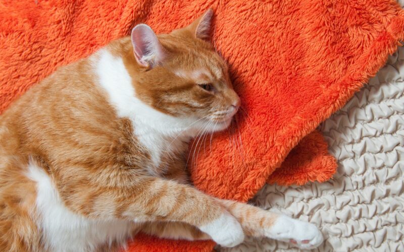 15 Causes of Your Cat's Vomiting (Not Eating or Drinking)