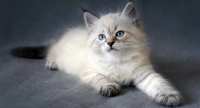16 Siberian Cat Pros And Cons You Need To Know