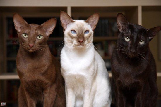 Most Common Cat Colors 10 Colors You Need to Know