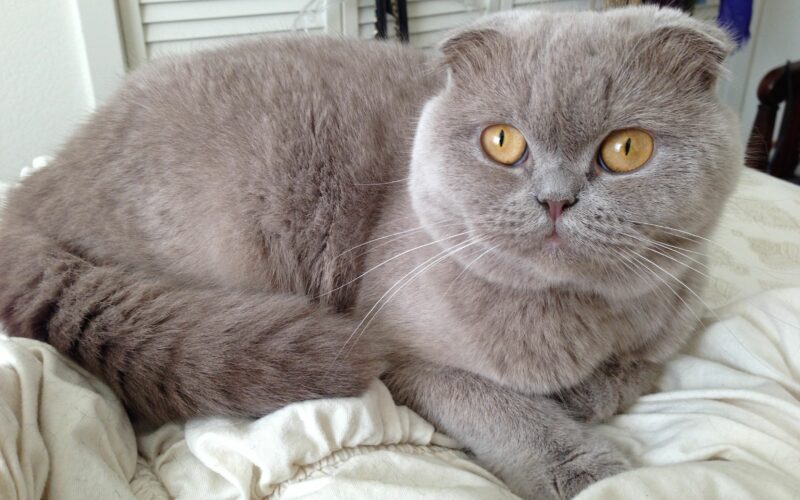 Scottish Fold Pros and Cons