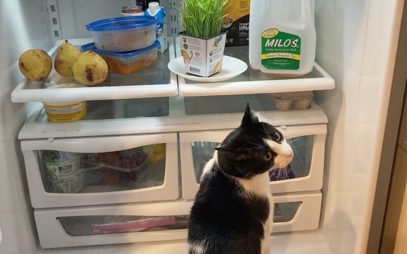 What Cats Can Eat From the Fridge