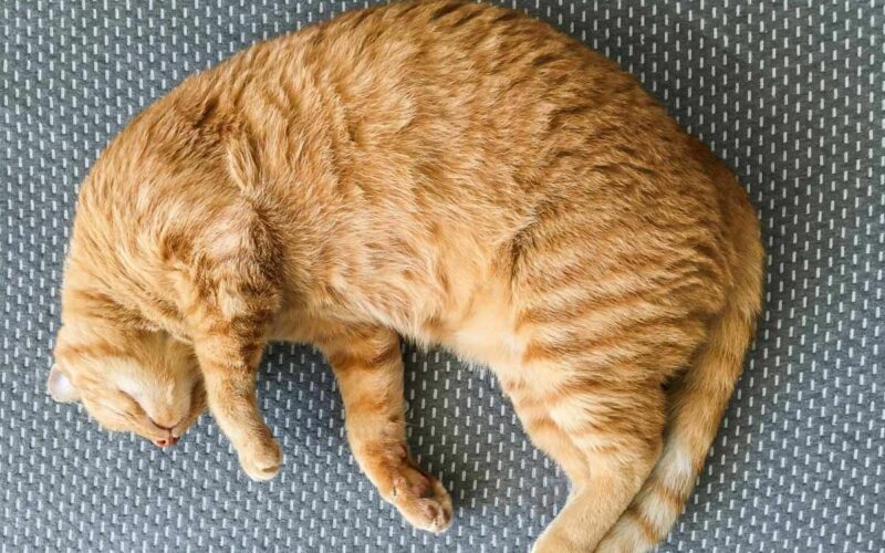 22 Cats Sleeping Positions Meaning You Need To Know