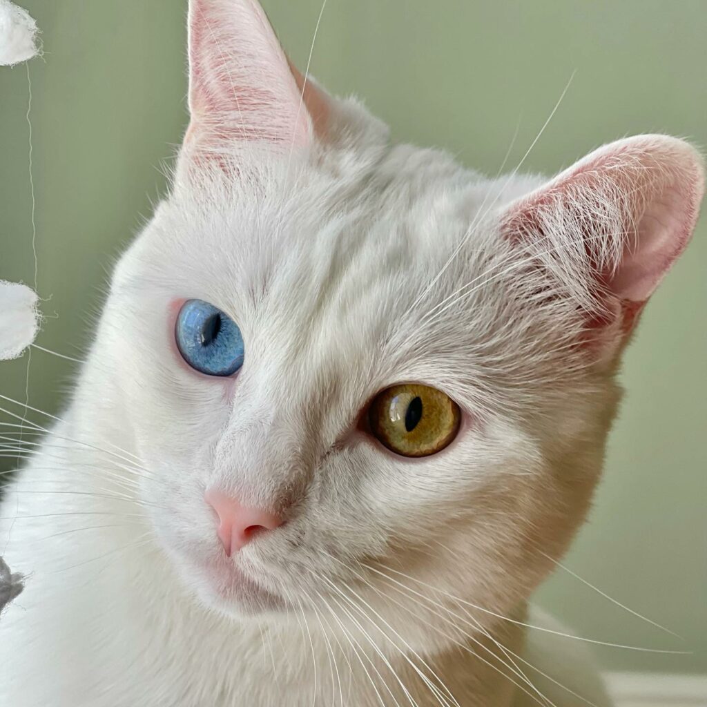 cat eyes
