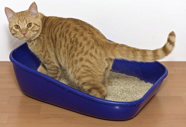10 Tips About Cat Diarrhea What to Do and NOT Do