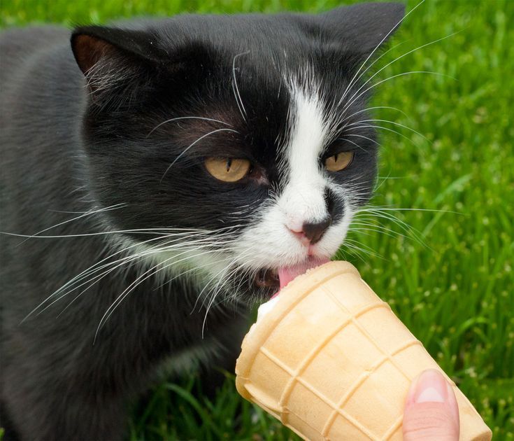 Can cats taste chocolate ice cream?