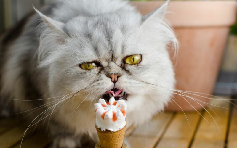 Can Cats Eat Chocolate Ice Cream