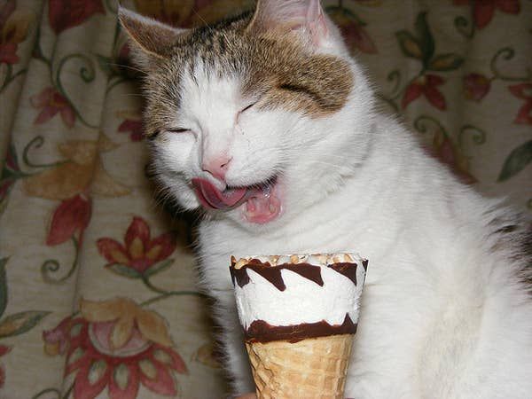 How much is chocolate ice cream toxic to cats