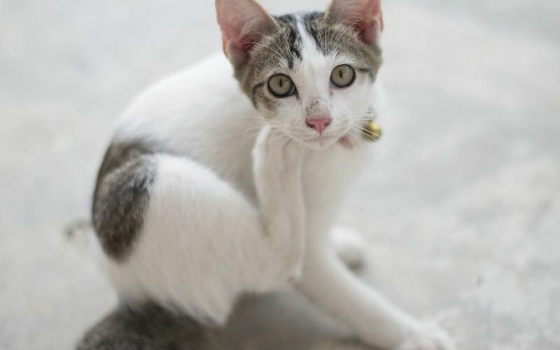 Why Is Your Cat Itchy: 8 Reasons You Need to Know