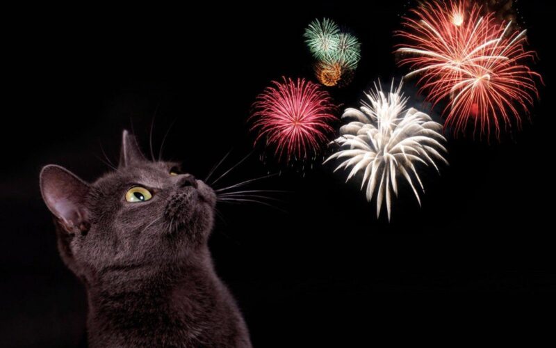 6 Tips to Help Cat Calm During Fireworks