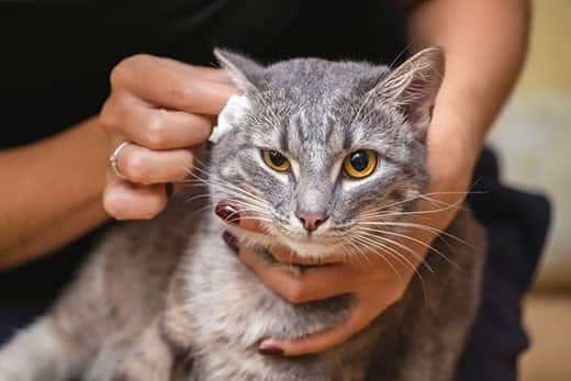 Your Cat May Have Head Injuries