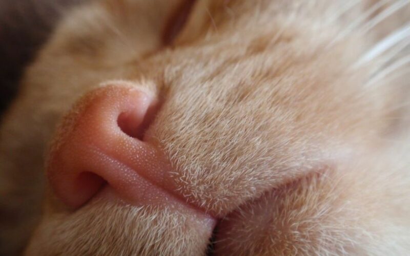 Why Are Cats Noses Wet? 6 Reasons You Need to Know