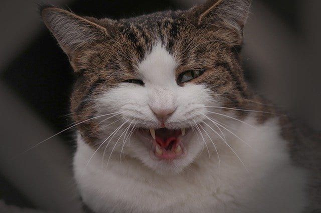 Your Cat May Be Showing Aggression 