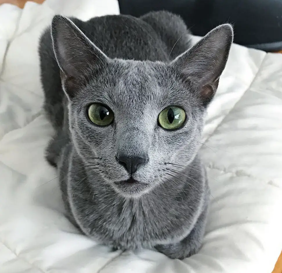 Russian Blue Cat Can Have Health Issues
