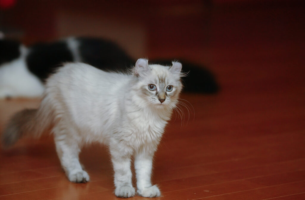 American Curl Cats are Energetic and Inquisitive