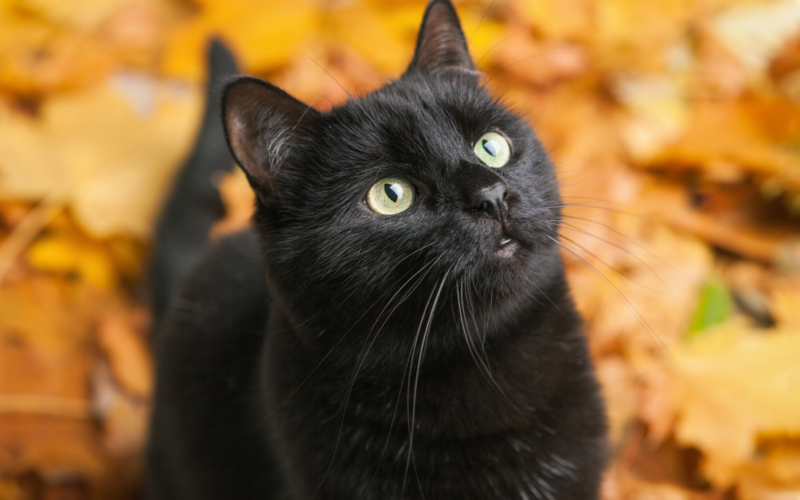 16 Bombay Cat Pros and Cons You Need To Know