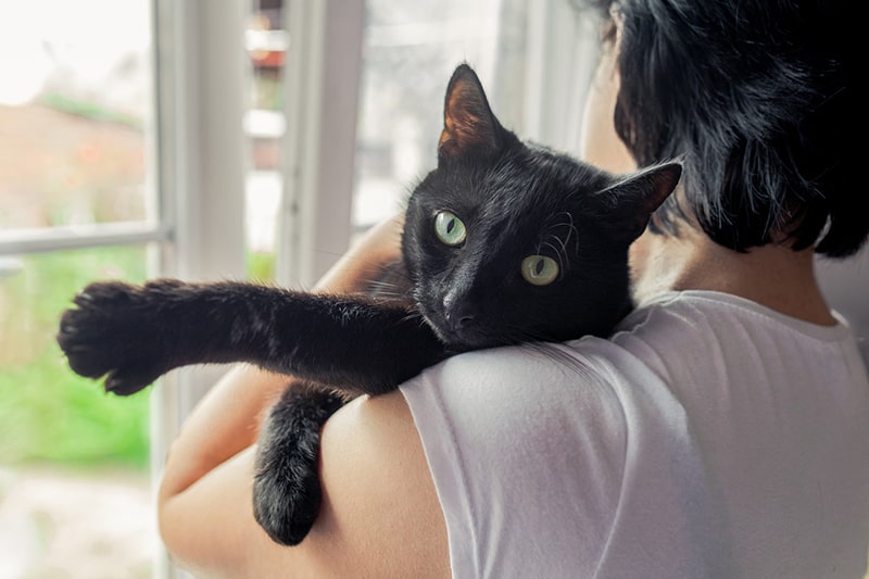 Bombay Cats have playful personalities