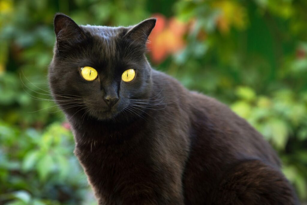Bombay Cats are potential allergens